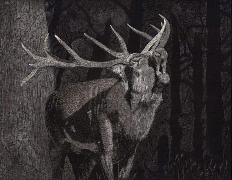 Forest Song 72m